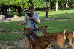 Deer love Deer Cookies!
