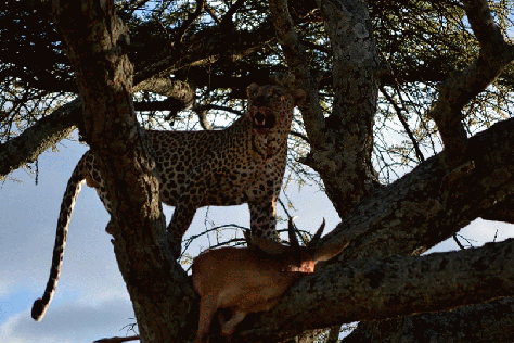 celebrating its victory